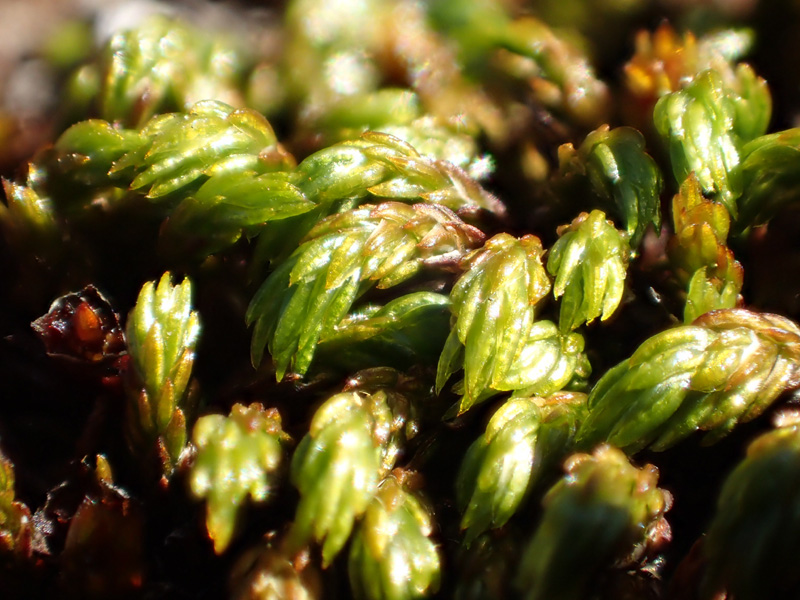 Oligotrichum falcatum